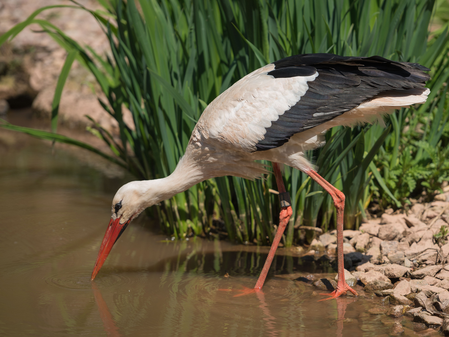 Storch