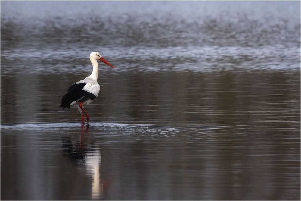 Storch 