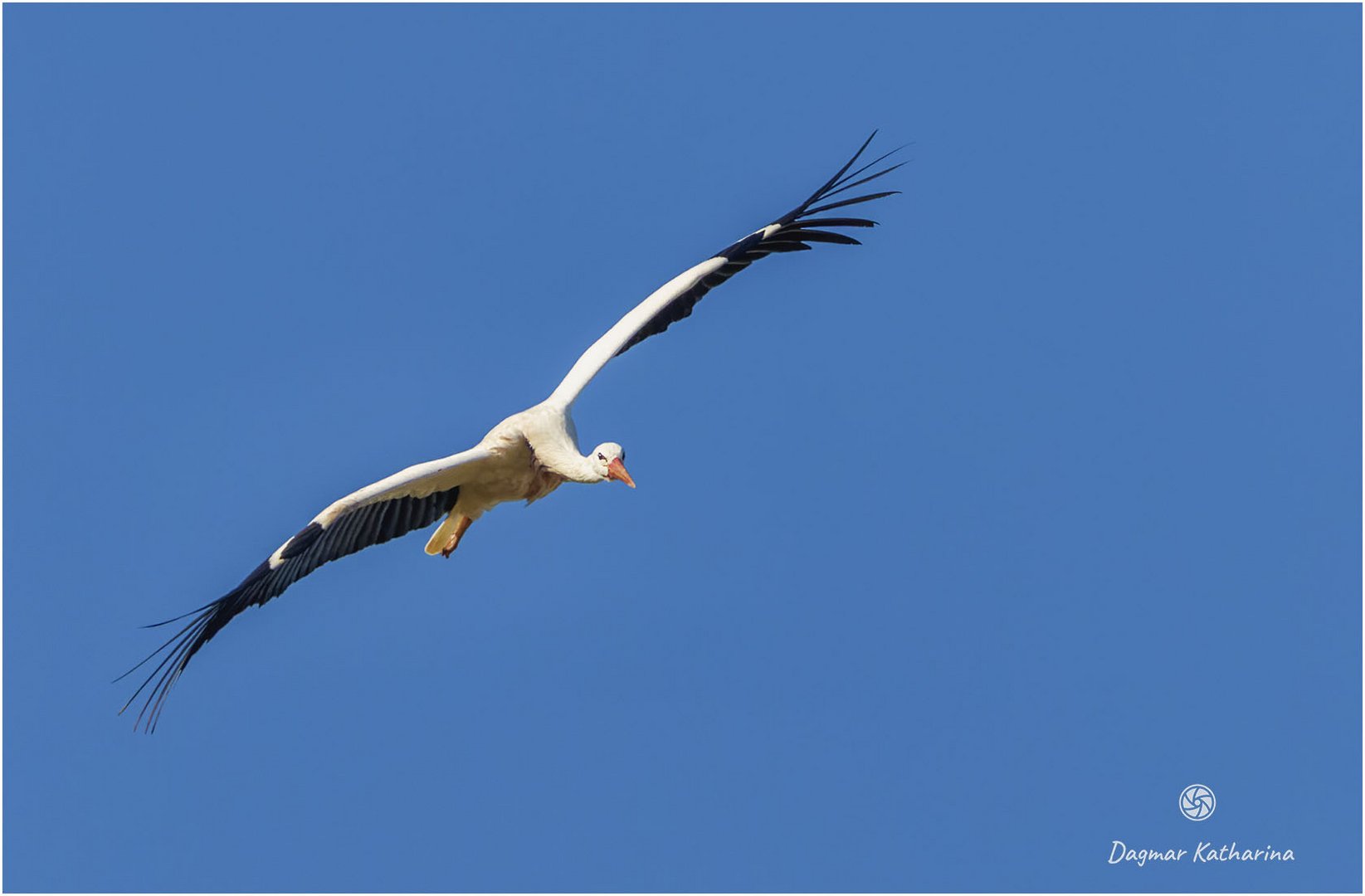 Storch 