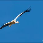 Storch 