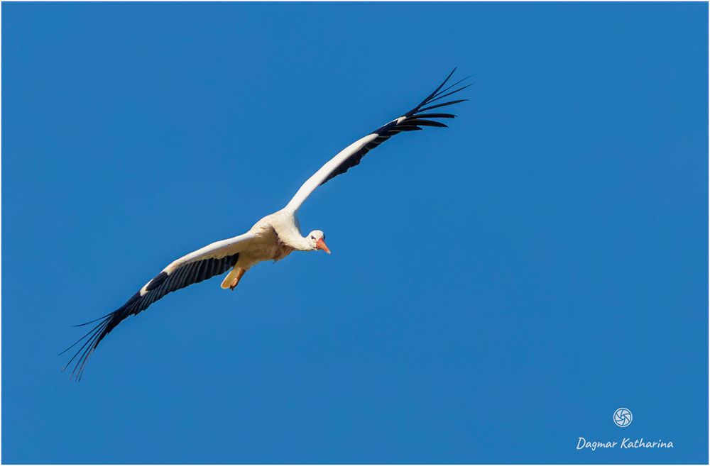 Storch 