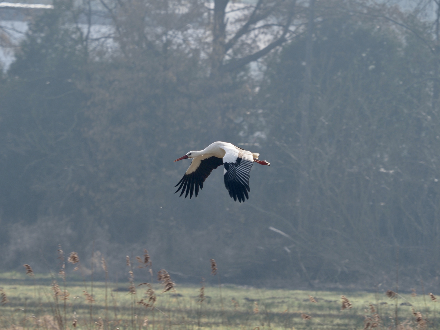 Storch