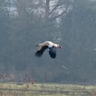 Storch