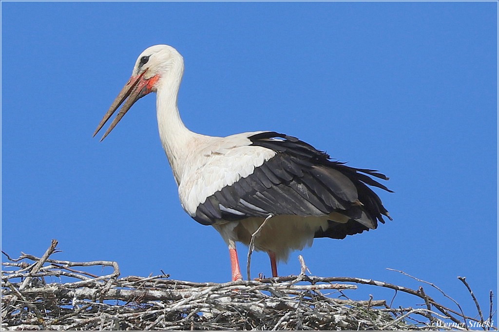 Storch