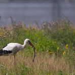 Storch