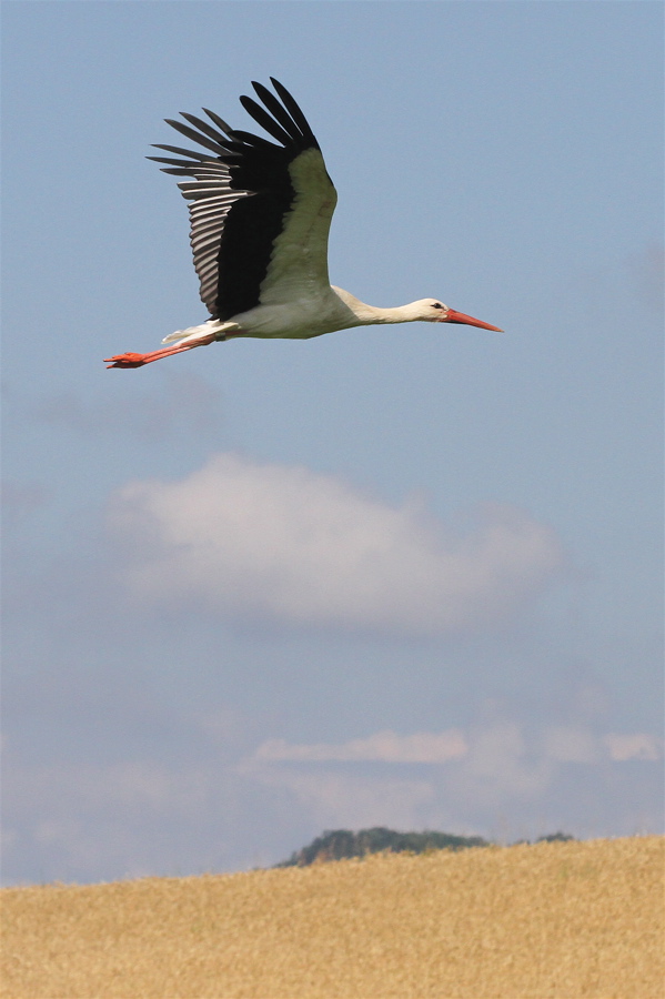 Storch