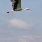 Storch