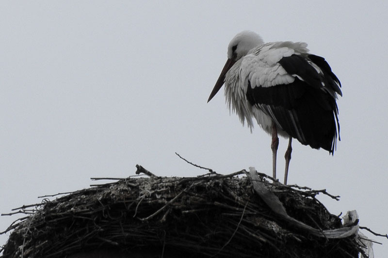 Storch