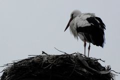 Storch