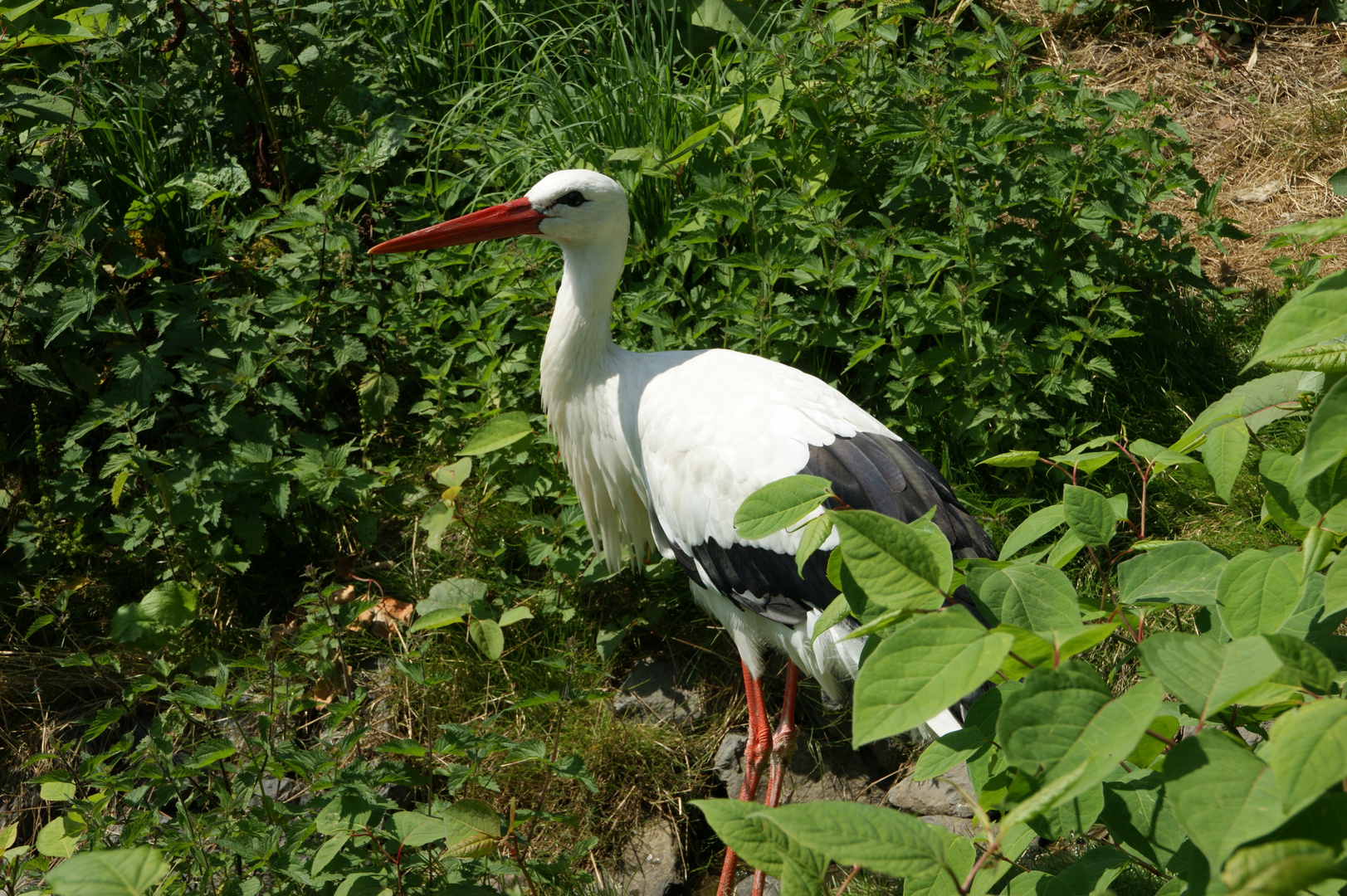 Storch