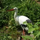 Storch