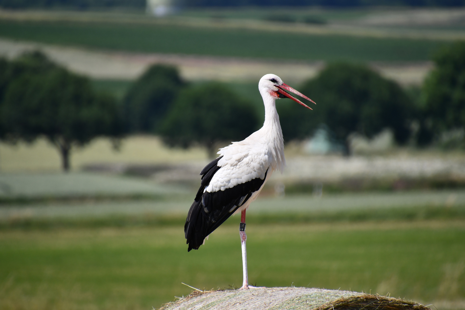 Storch