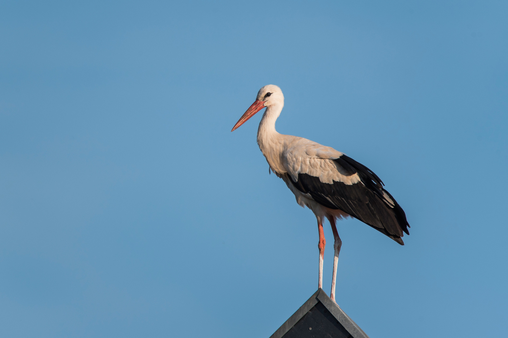 Storch