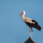 Storch