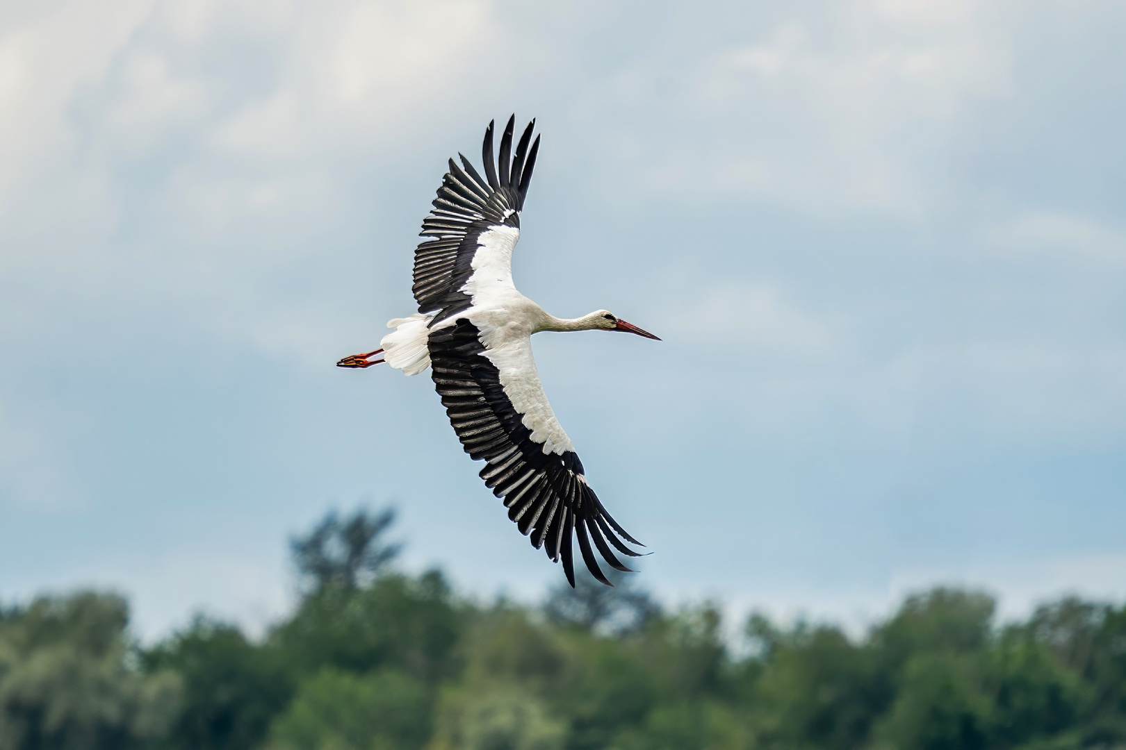 Storch