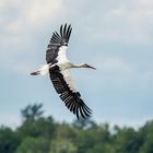 Storch