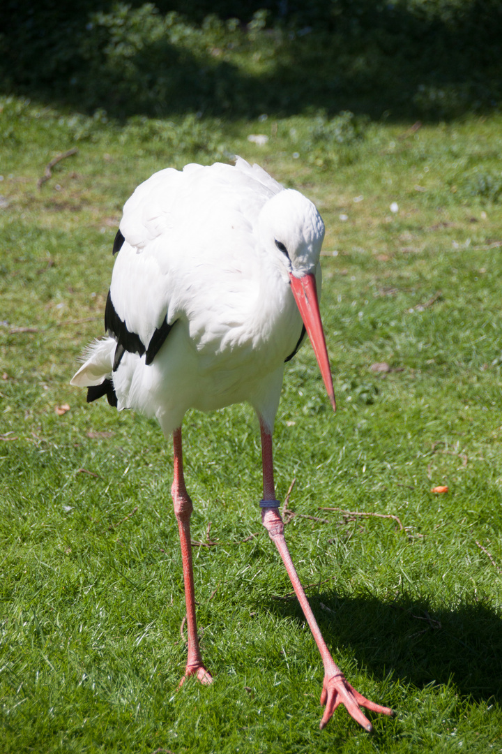 Storch