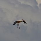 Storch