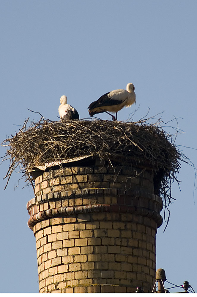 Storch