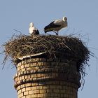 Storch