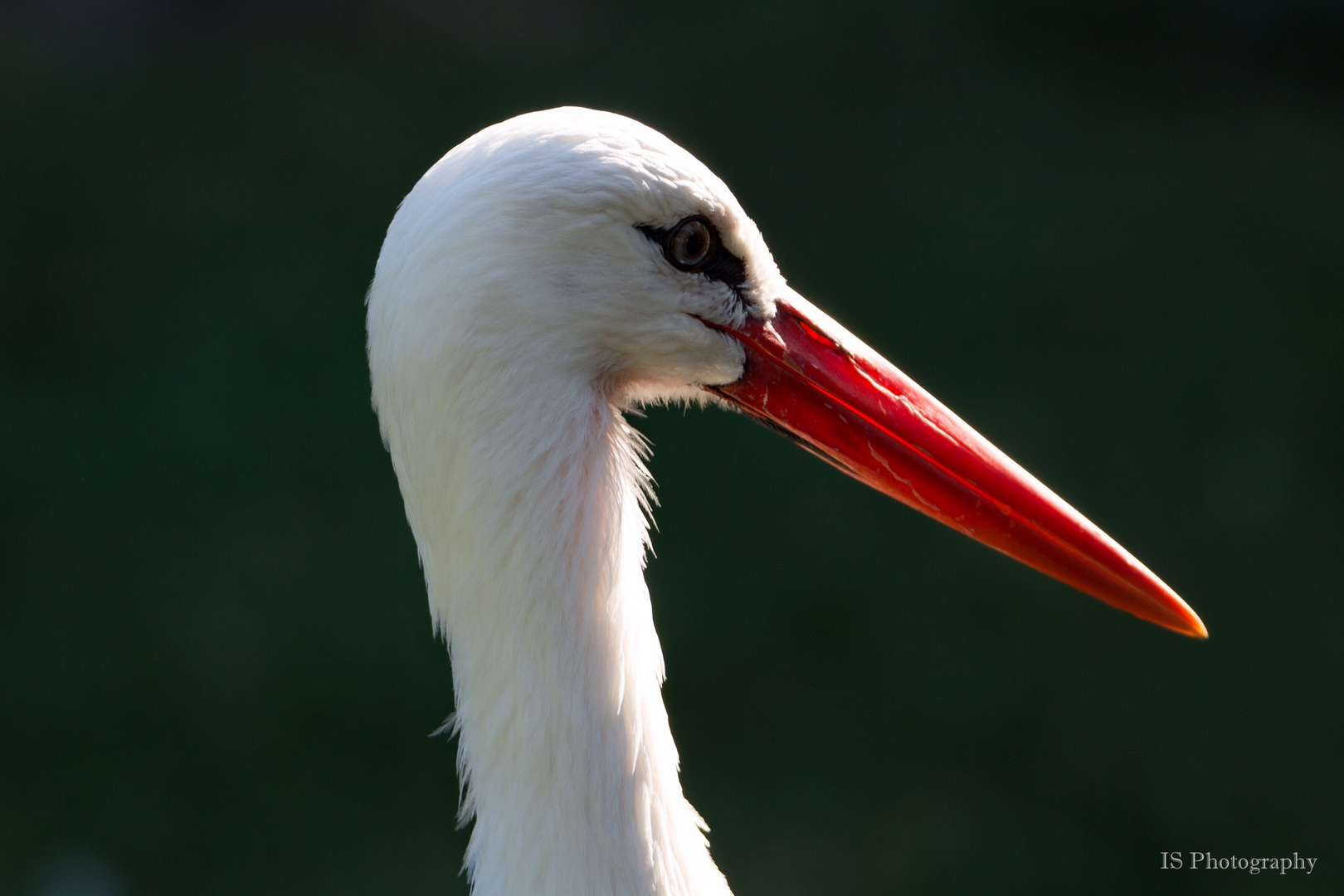 Storch