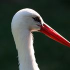 Storch