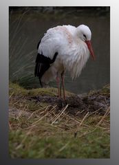 Storch