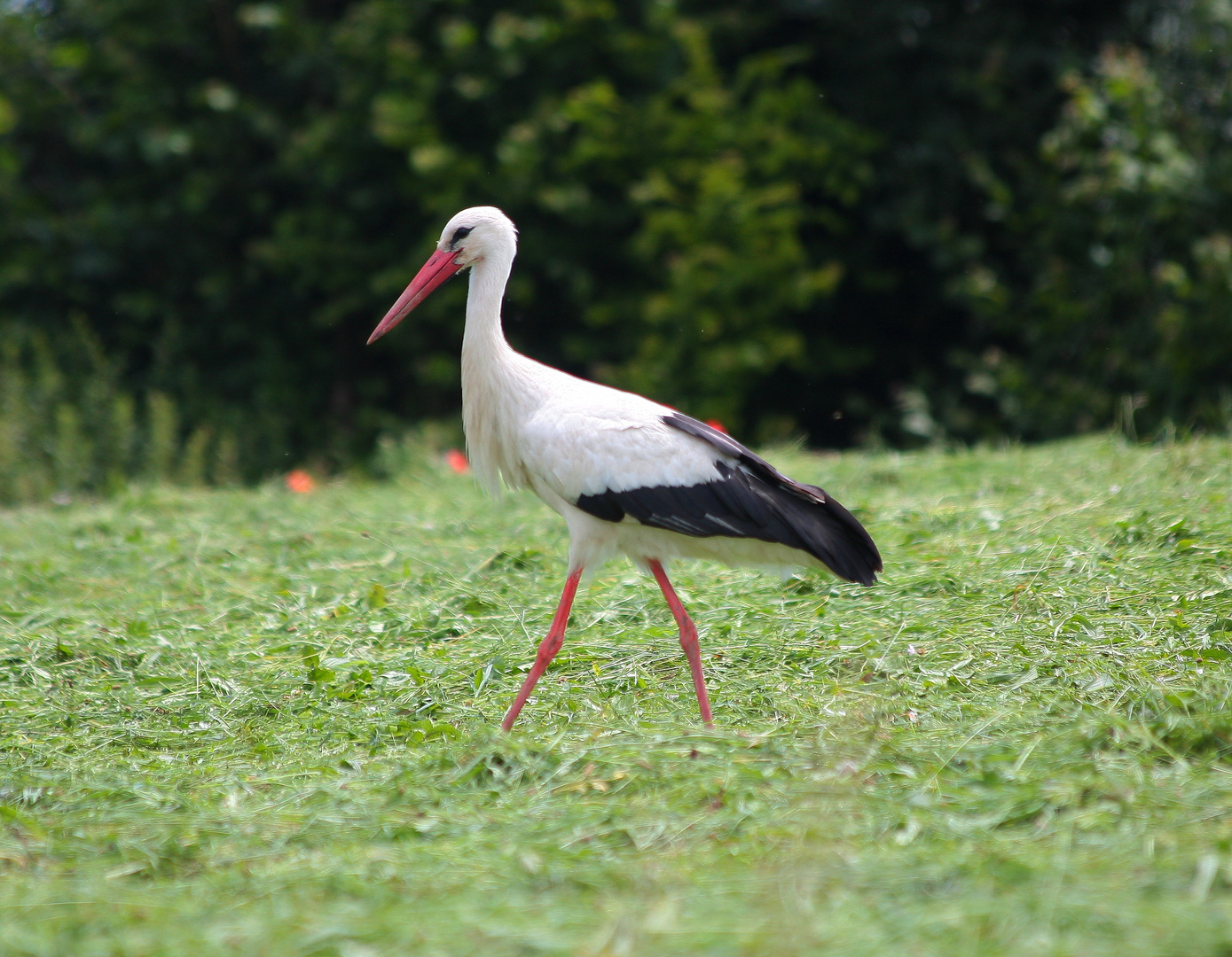 Storch!