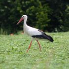 Storch!