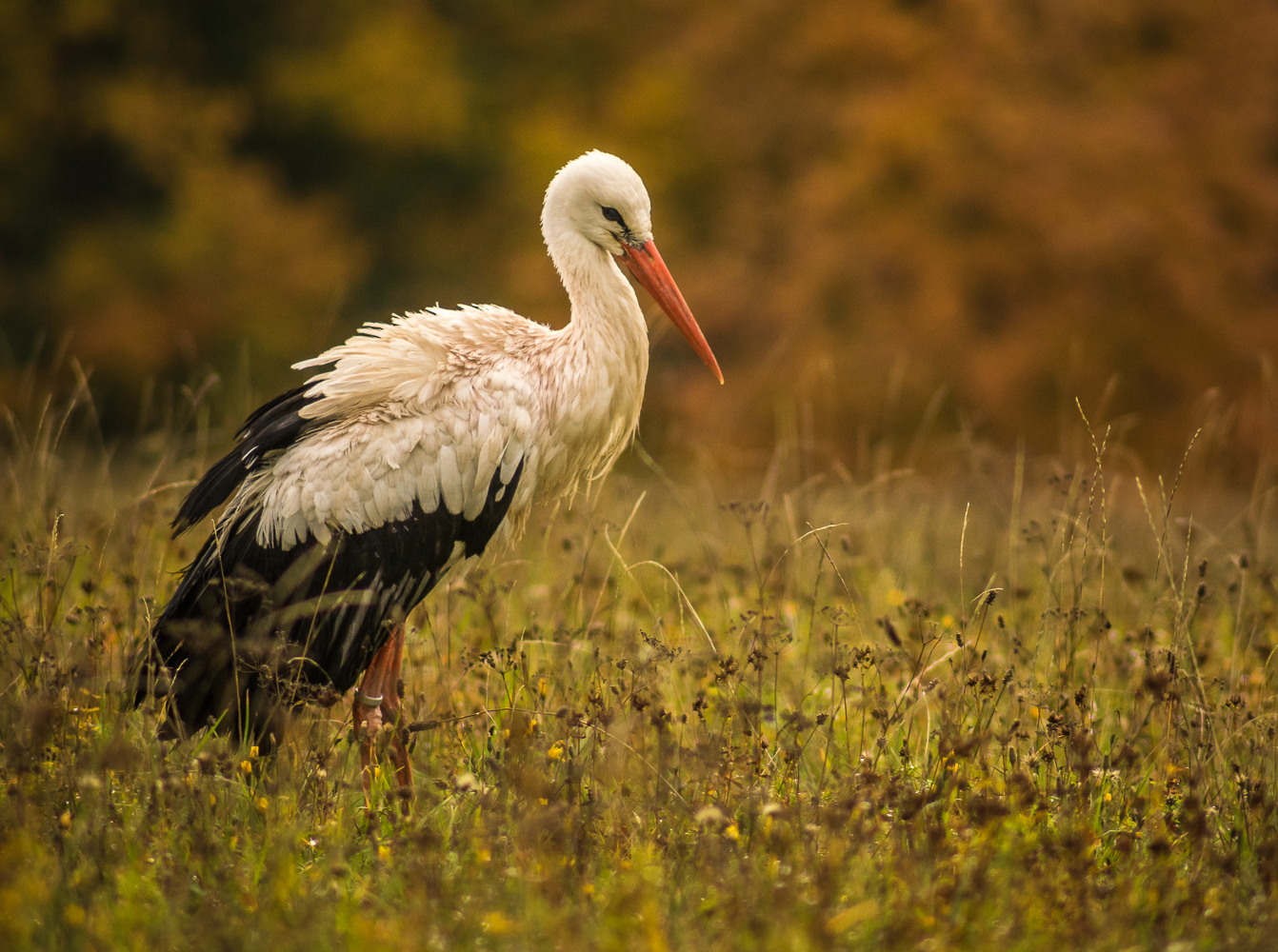 Storch