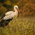 Storch