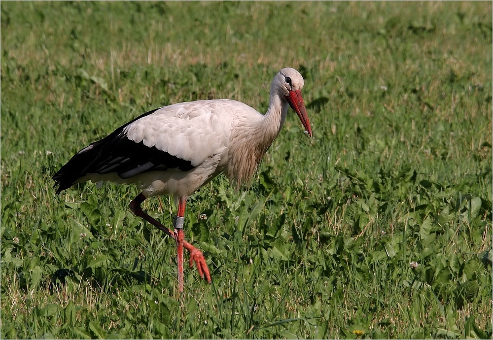 Storch