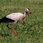 Storch