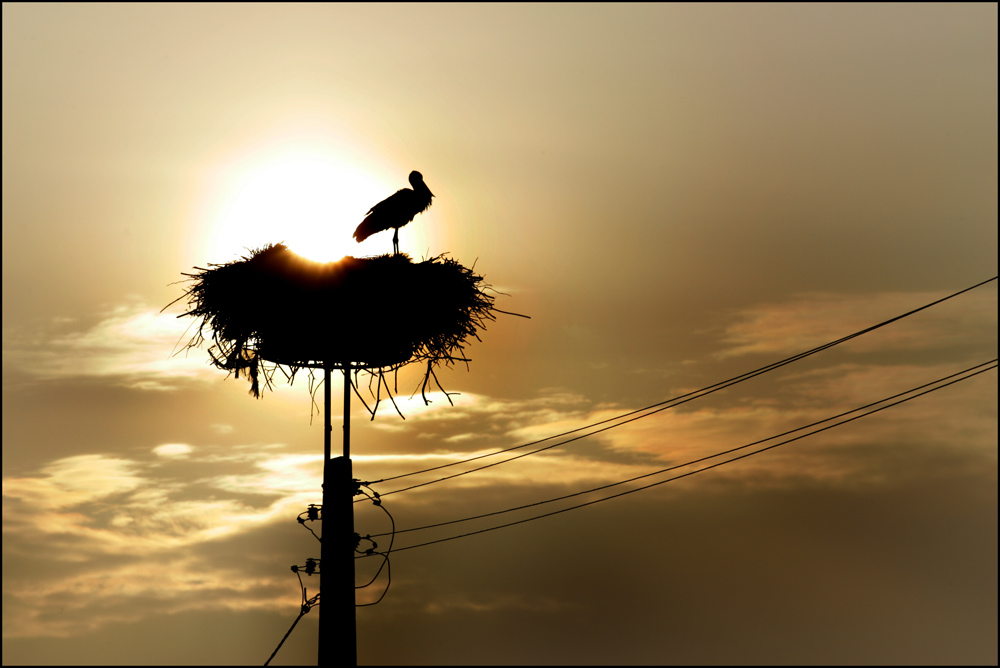 Storch