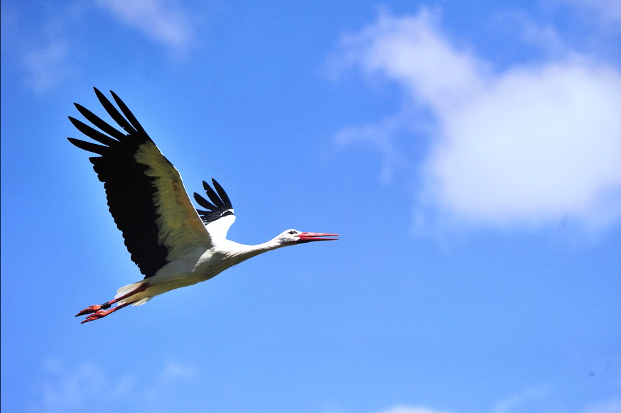 Storch