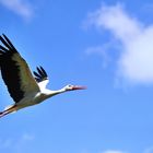 Storch