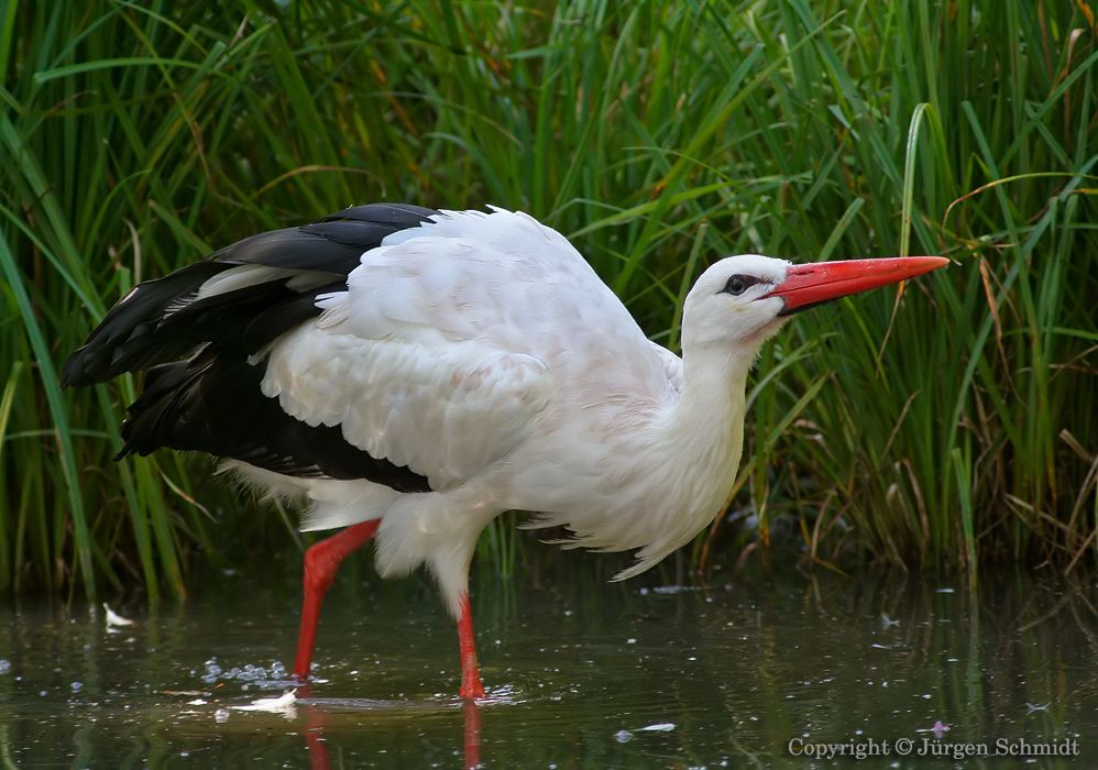 Storch