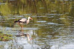 Storch