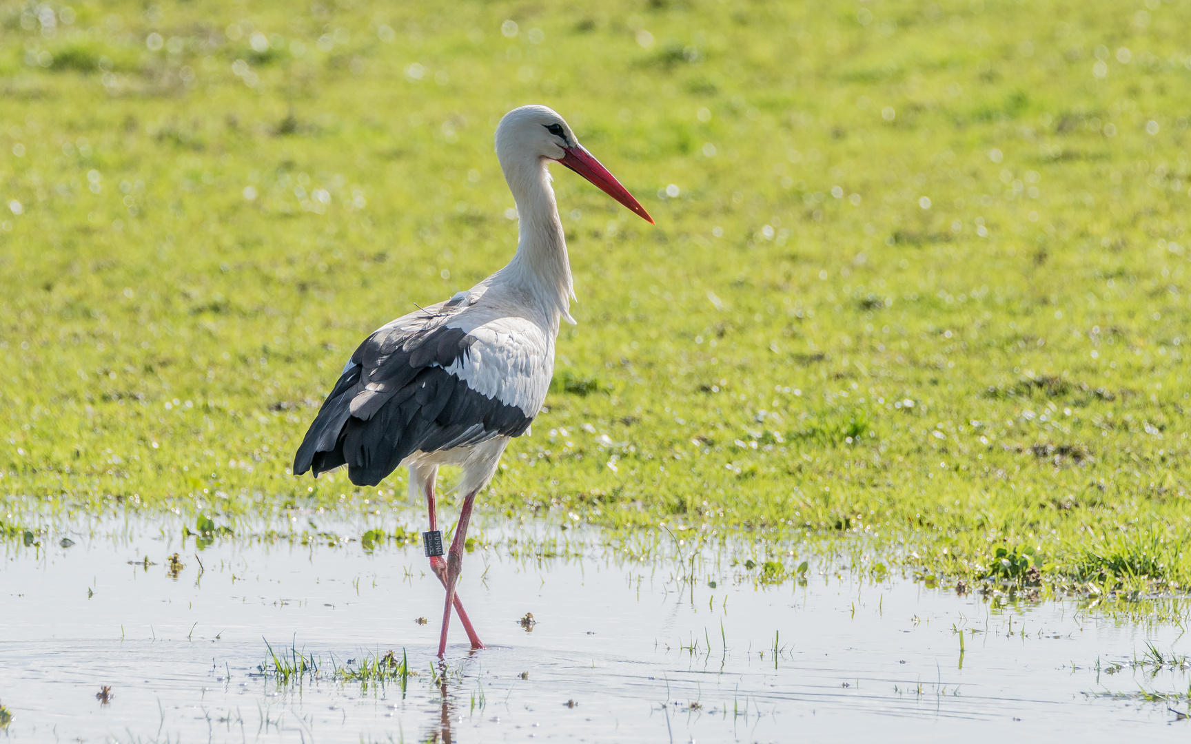 Storch DEH HN604 Beringt und Besendert