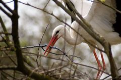 Storch, der Baumeister