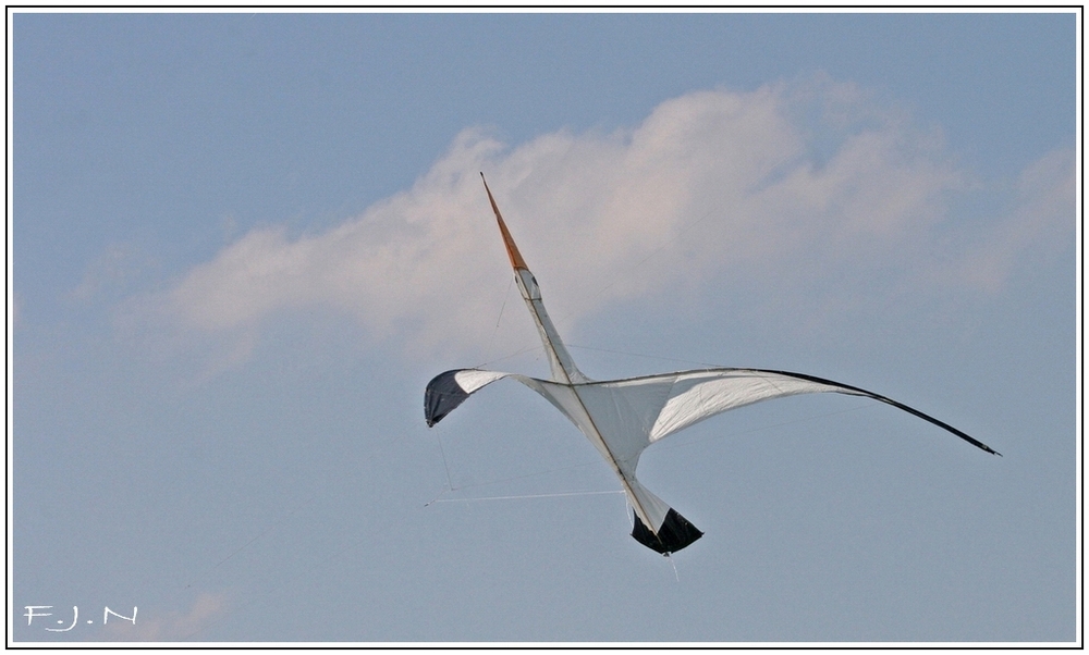 Storch - Drachen.