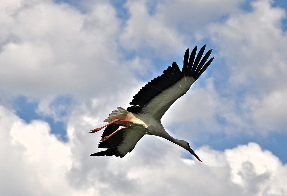 Storch dreht seine Runden