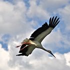 Storch dreht seine Runden