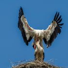 Storch