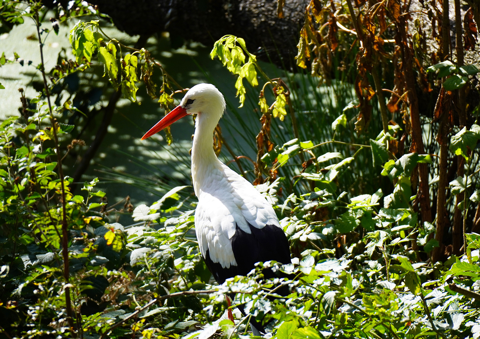 Storch