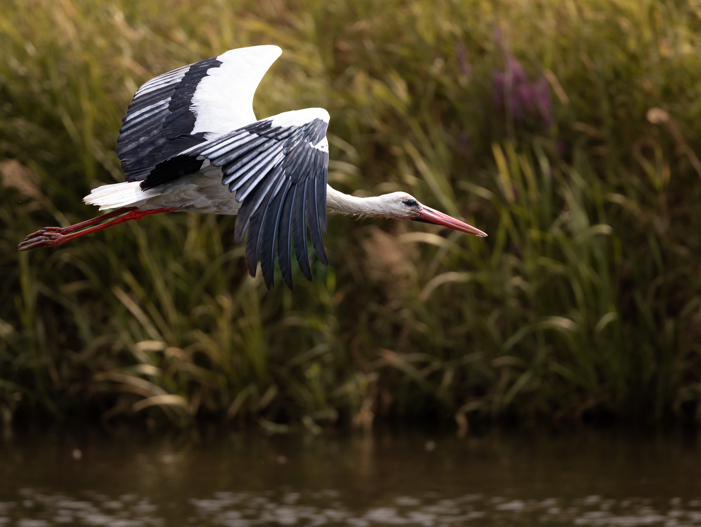 Storch