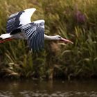 Storch