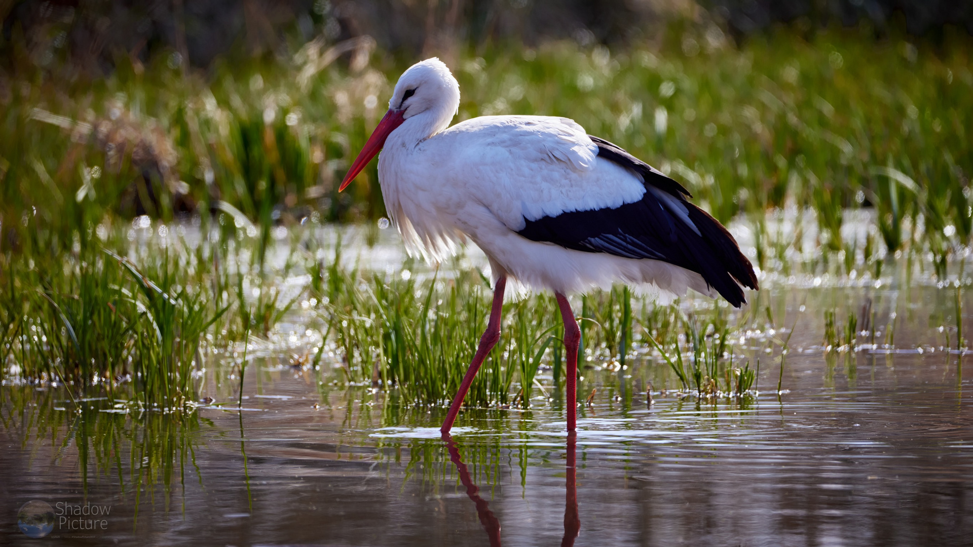 Storch