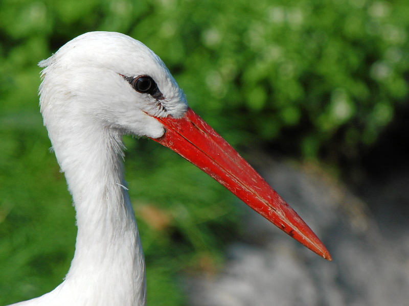 Storch