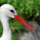 Storch